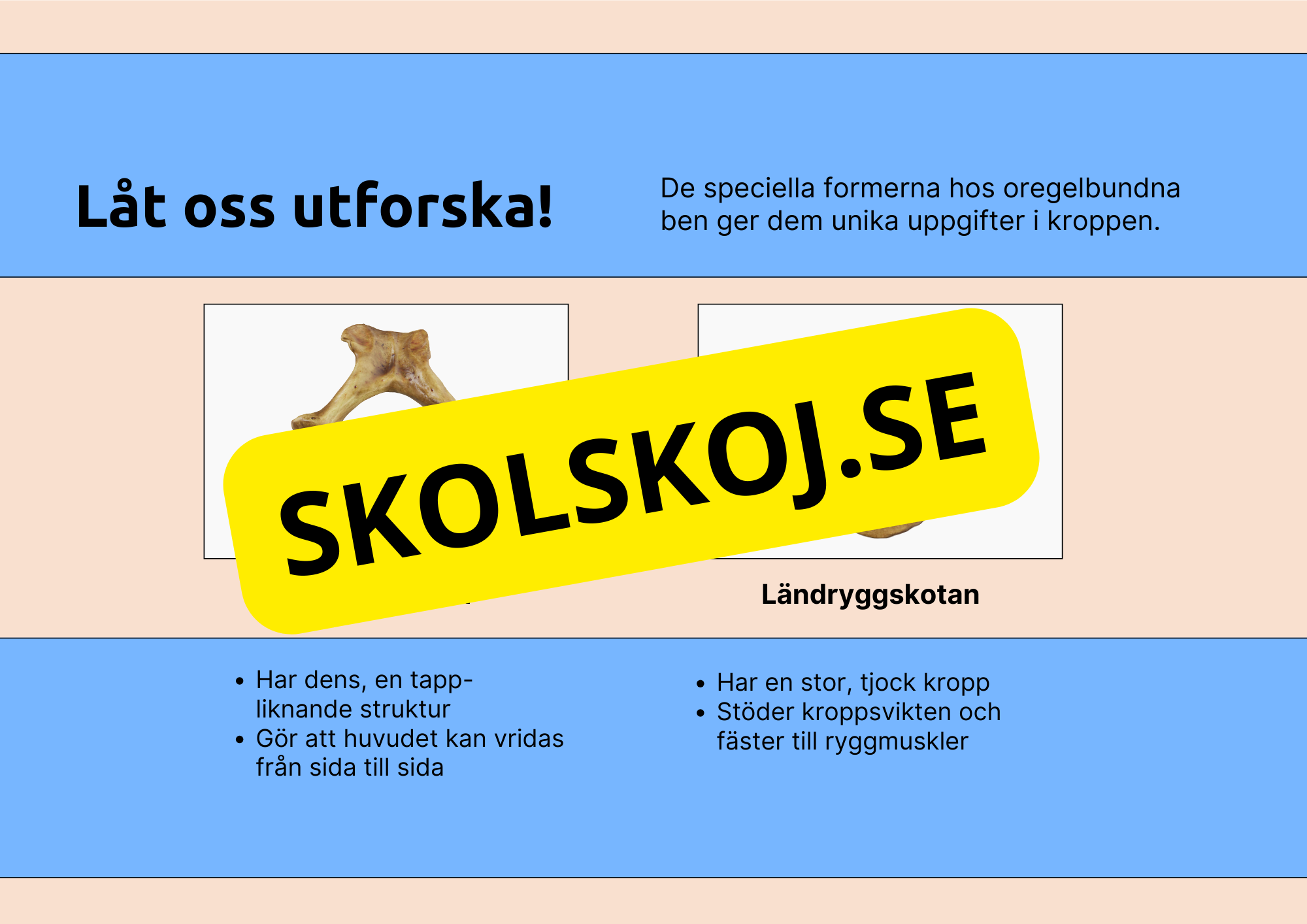 Skelettet - Att förstå hur kroppen är uppbyggd - Årskurs 7 - 9