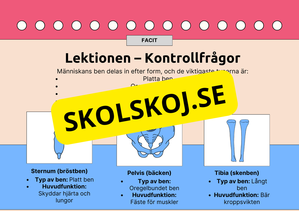 Skelettet - Att förstå hur kroppen är uppbyggd - Årskurs 7 - 9