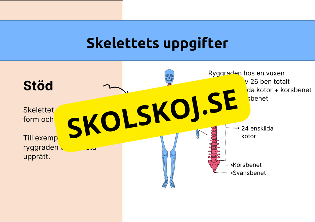 Skelettet - Att förstå hur kroppen är uppbyggd - Årskurs 7 - 9