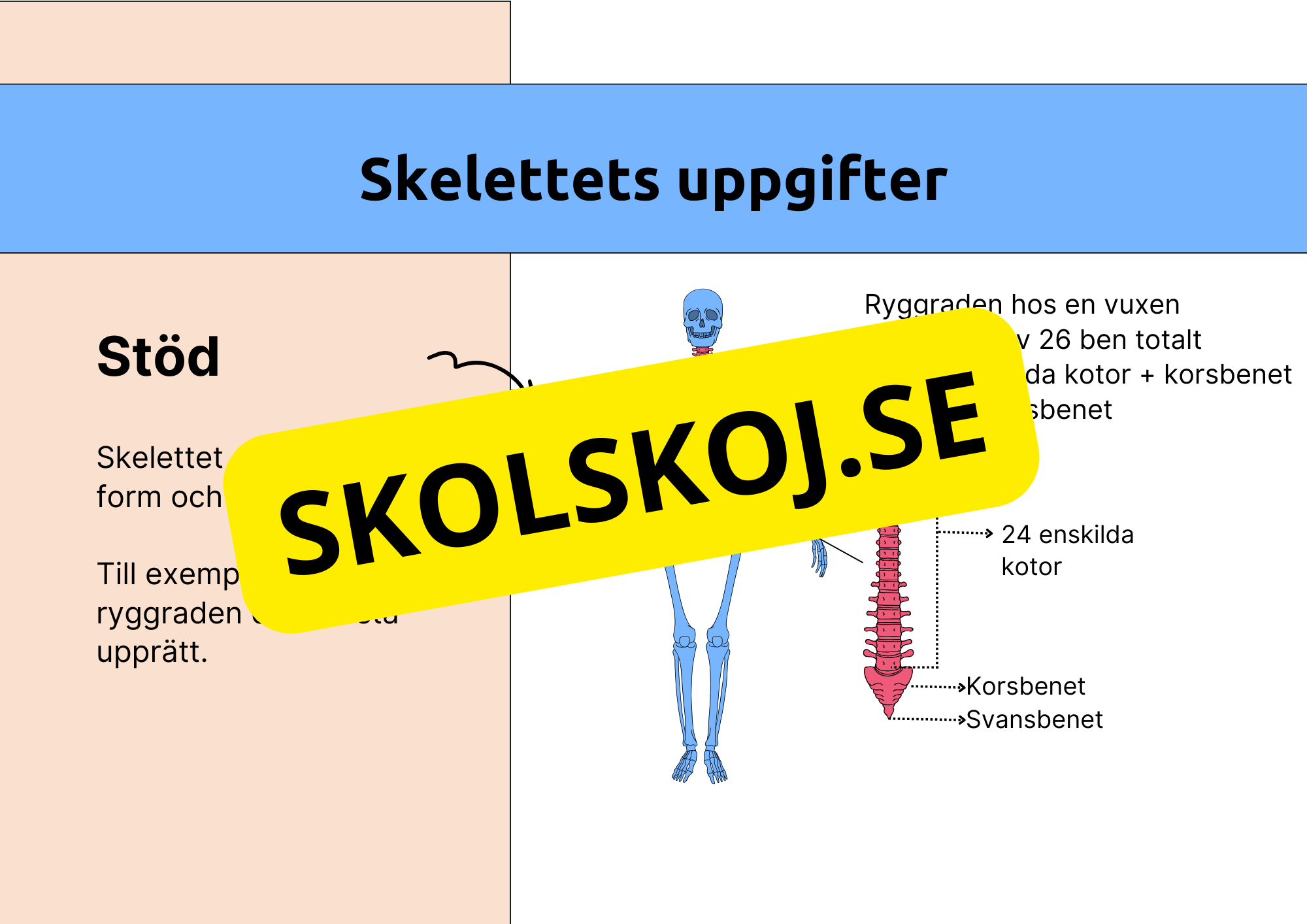 Skelettet - Att förstå hur kroppen är uppbyggd - Årskurs 7 - 9