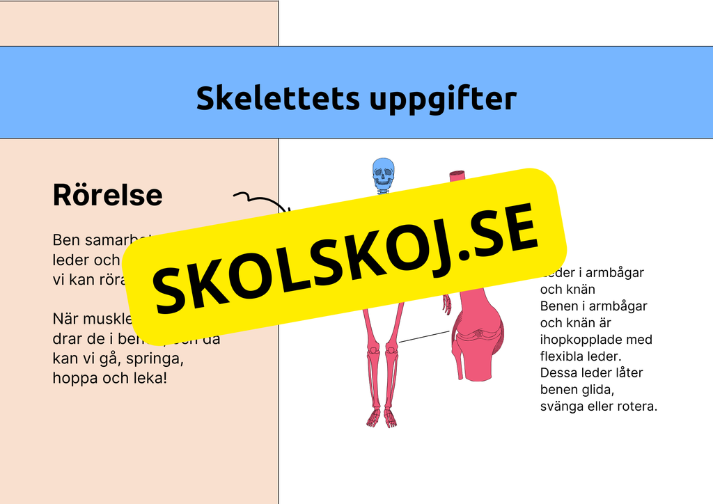 Skelettet - Att förstå hur kroppen är uppbyggd - Årskurs 7 - 9