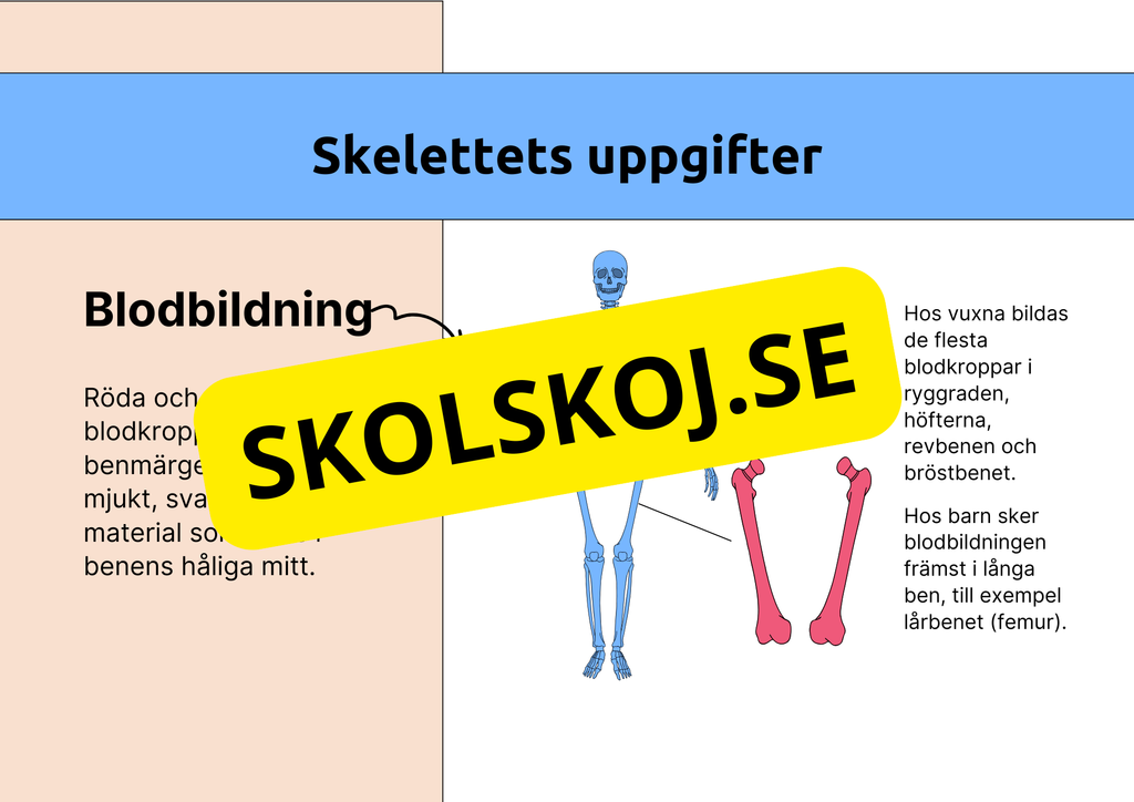 Skelettet - Att förstå hur kroppen är uppbyggd - Årskurs 7 - 9
