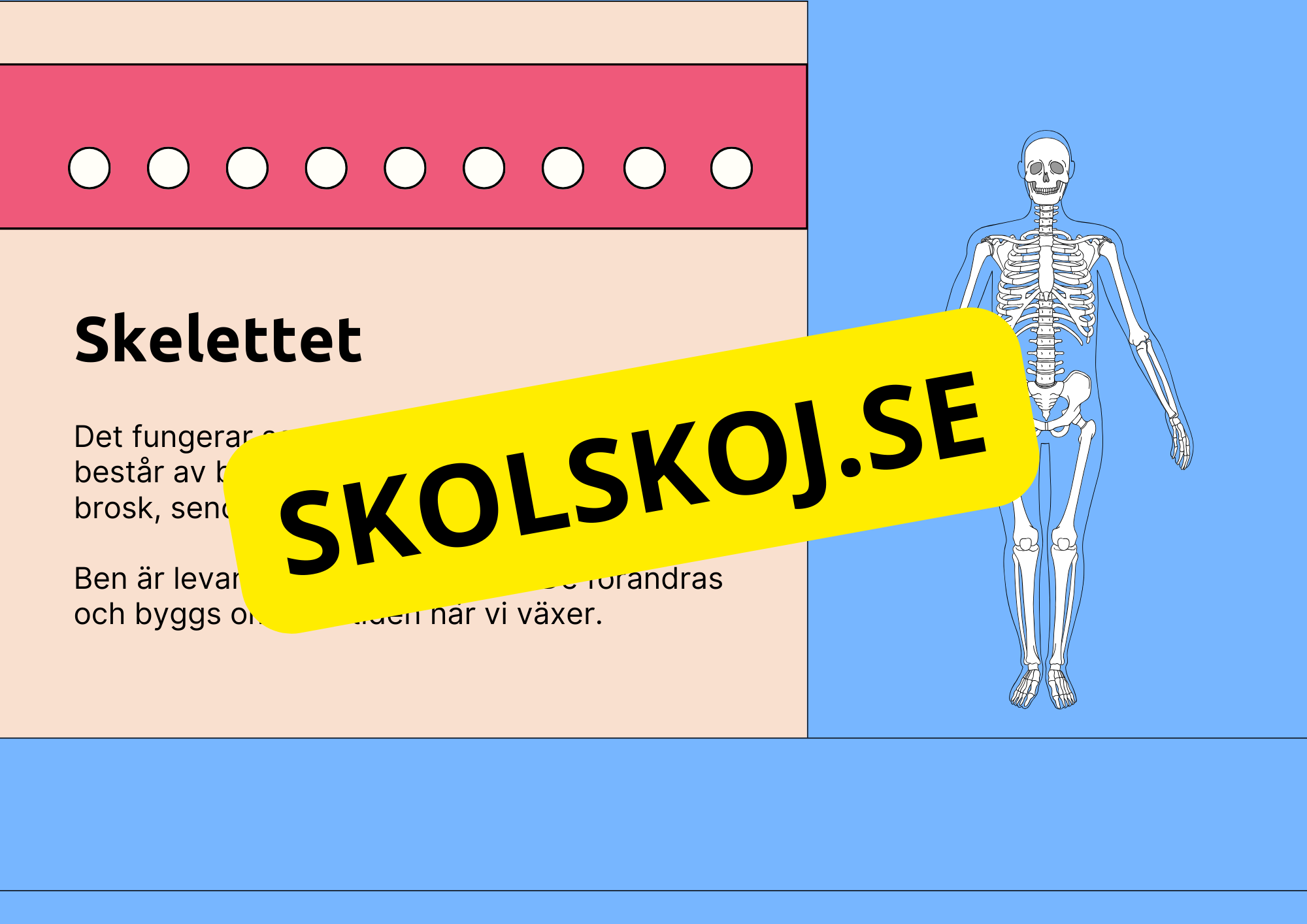 Skelettet - Att förstå hur kroppen är uppbyggd - Årskurs 7 - 9