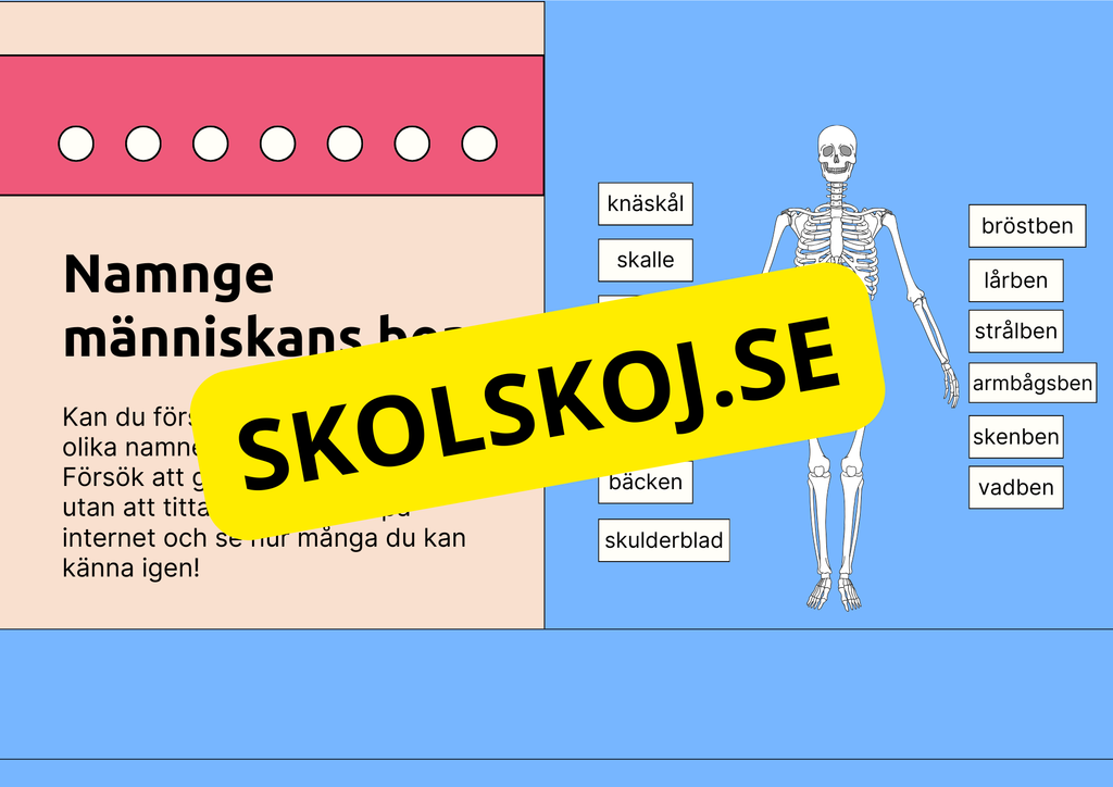Skelettet - Att förstå hur kroppen är uppbyggd - Årskurs 7 - 9