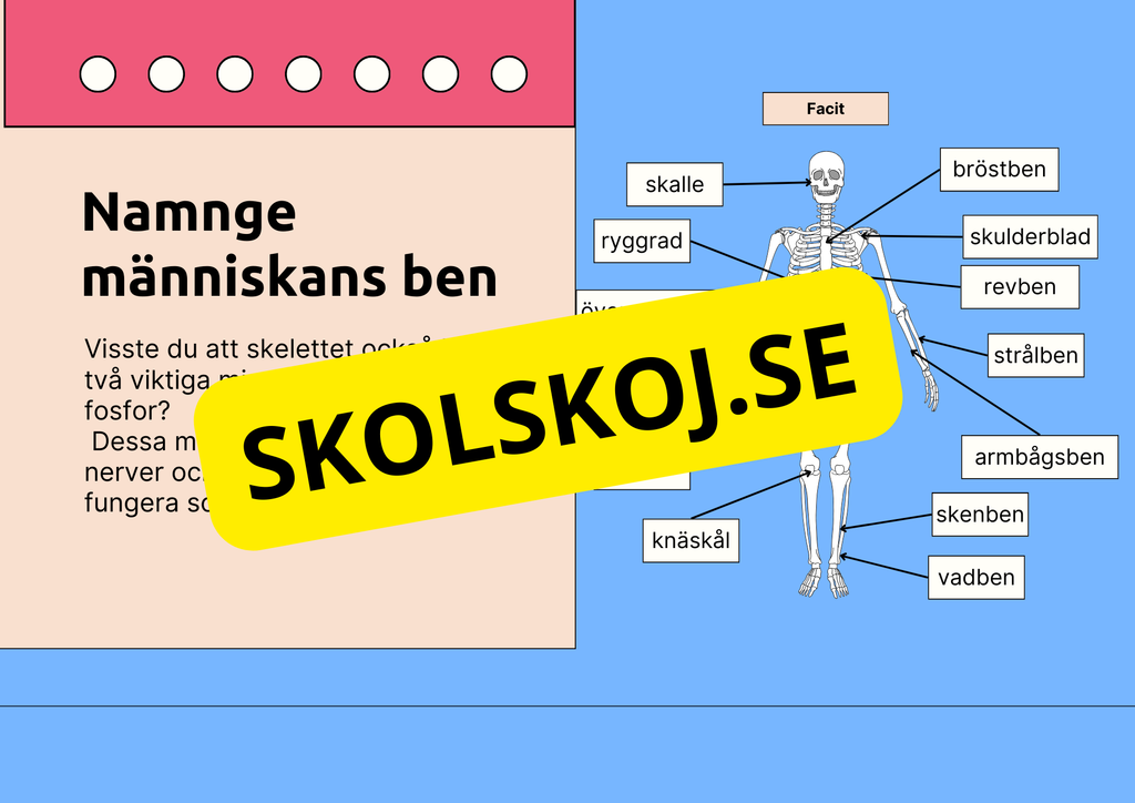 Skelettet - Att förstå hur kroppen är uppbyggd - Årskurs 7 - 9