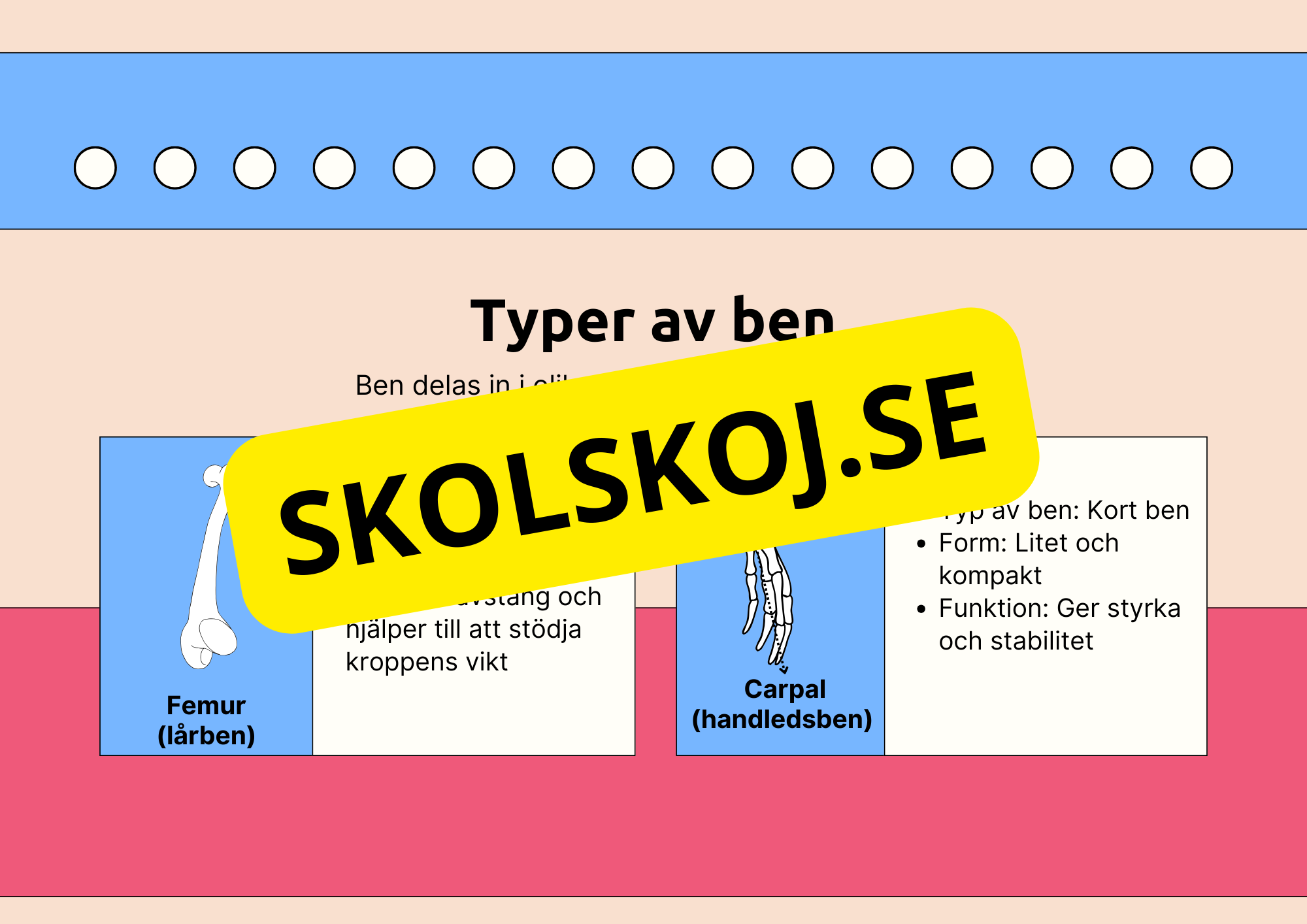 Skelettet - Att förstå hur kroppen är uppbyggd - Årskurs 7 - 9