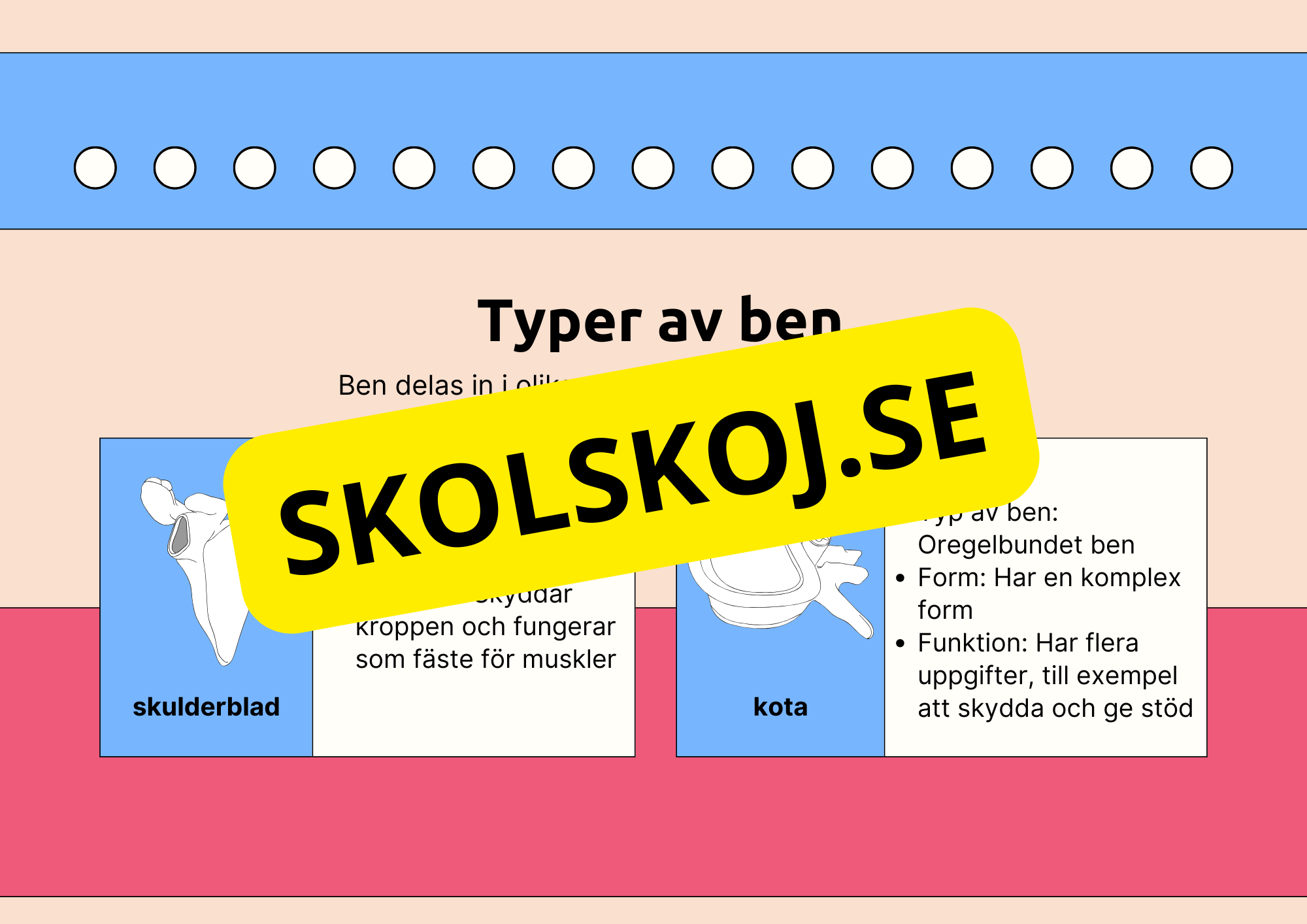 Skelettet - Att förstå hur kroppen är uppbyggd - Årskurs 7 - 9