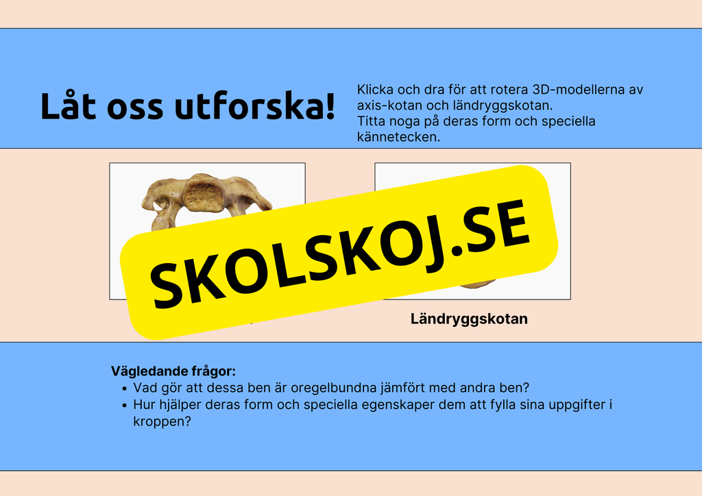 Skelettet - Att förstå hur kroppen är uppbyggd - Årskurs 7 - 9