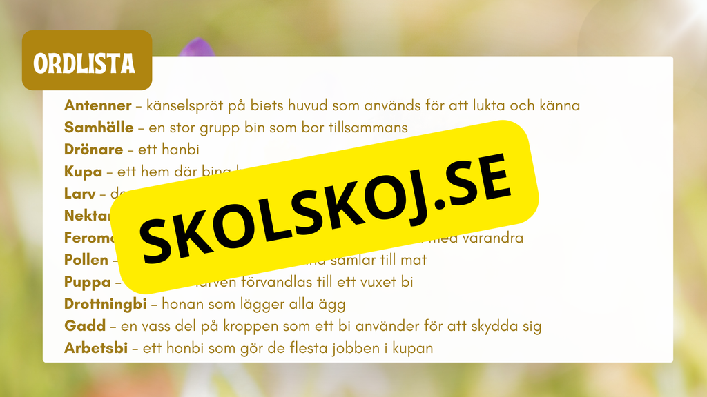 Allt om bin - Presentation + frågor