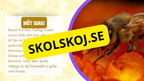 Allt om bin - Presentation + frågor