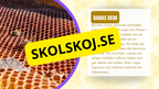 Allt om bin - Presentation + frågor