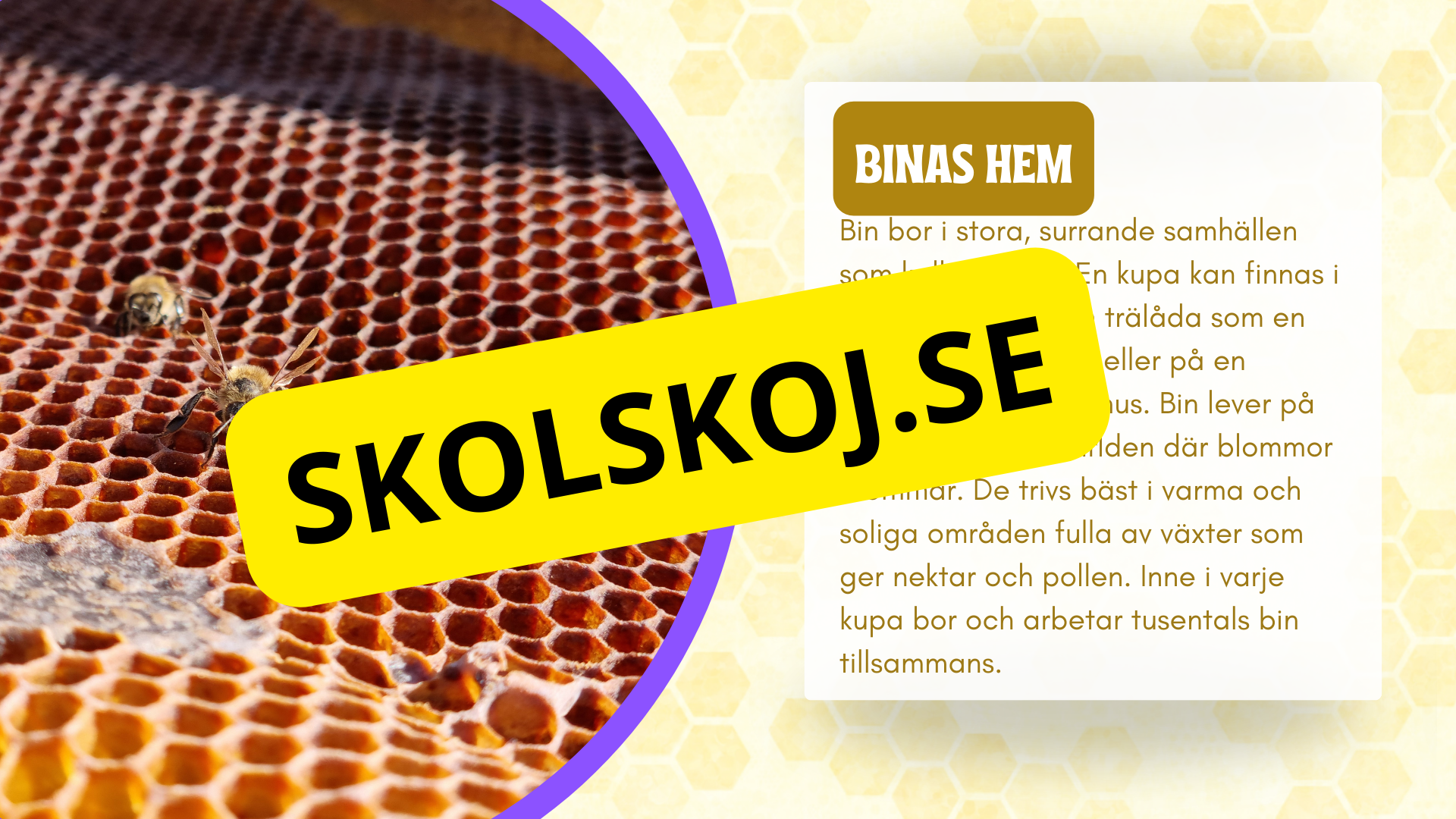 Allt om bin - Presentation + frågor