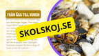 Allt om bin - Presentation + frågor