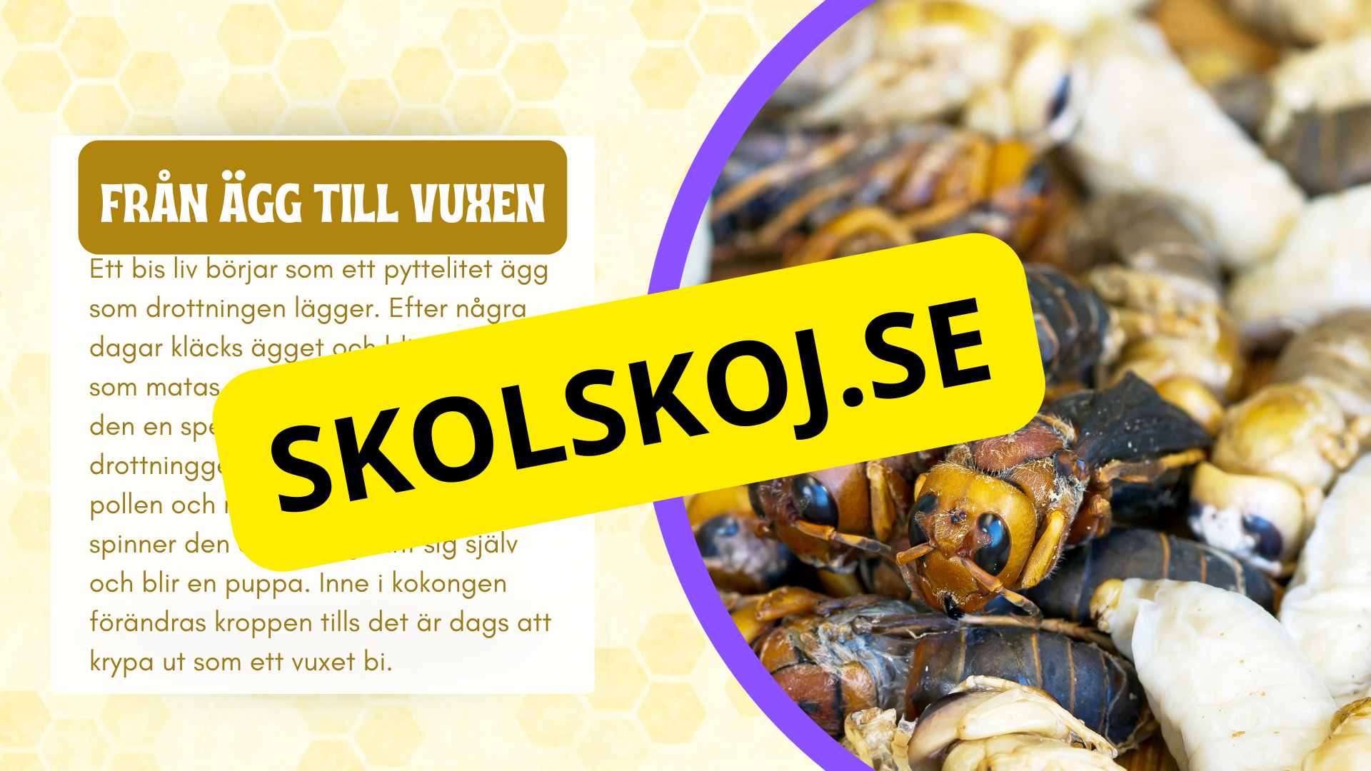 Allt om bin - Presentation + frågor
