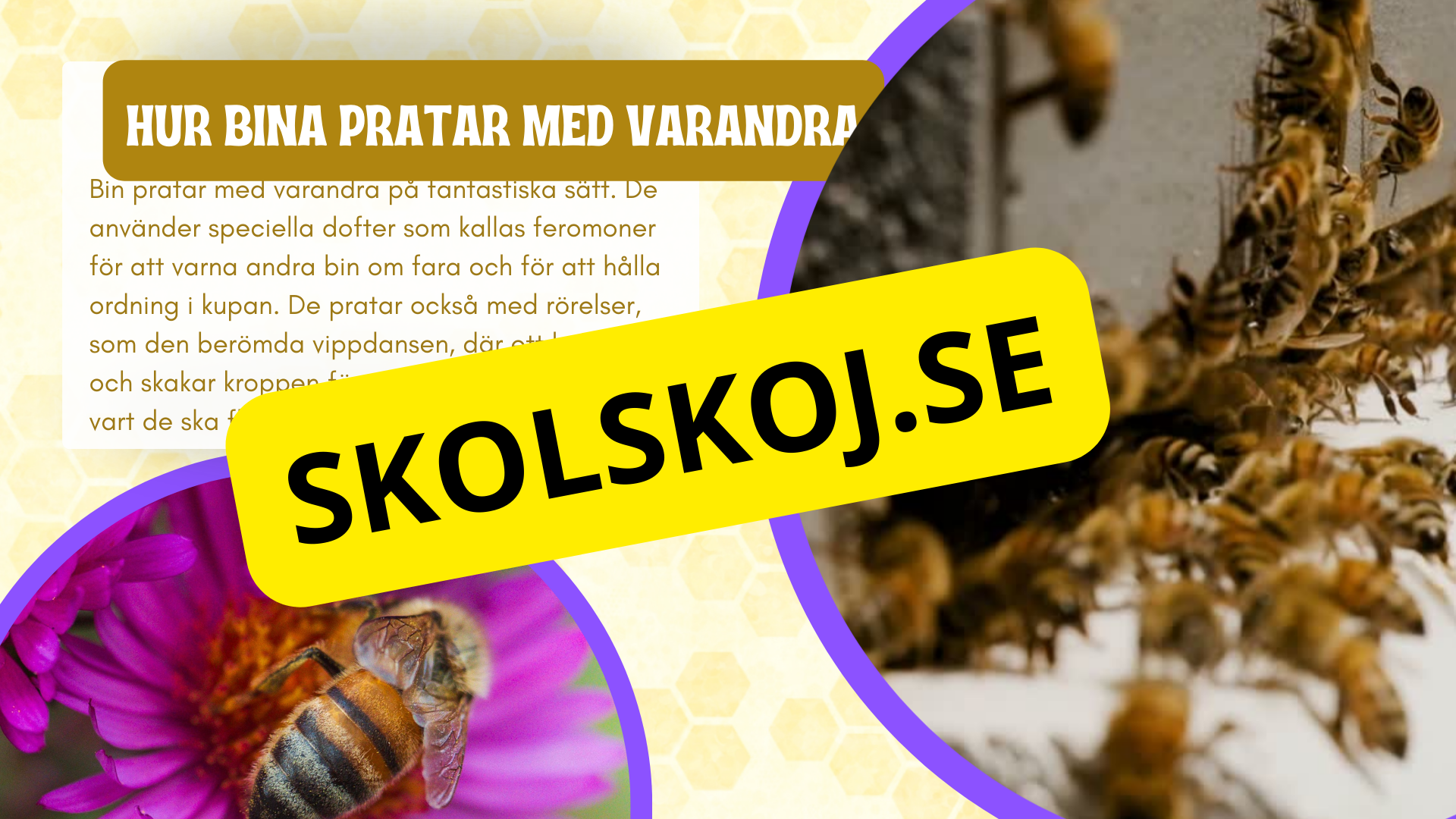 Allt om bin - Presentation + frågor